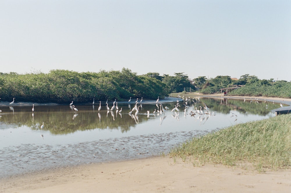 a flock of birds standing on top of a river