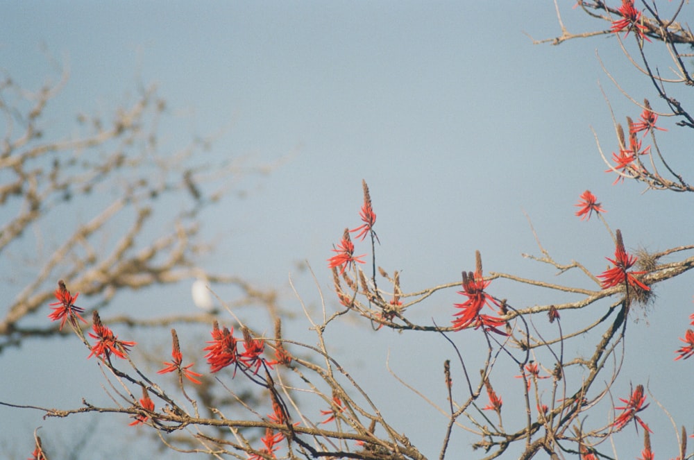 ein Ast mit roten Blüten vor blauem Himmel