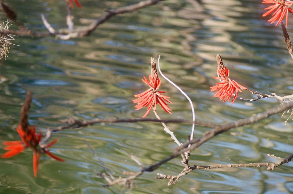 a branch with red flowers hanging from it