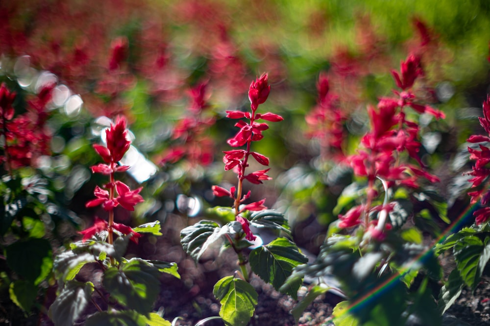 a group of red flowers that are in the dirt