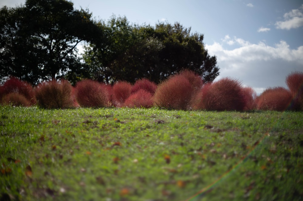 a grassy field with trees in the background