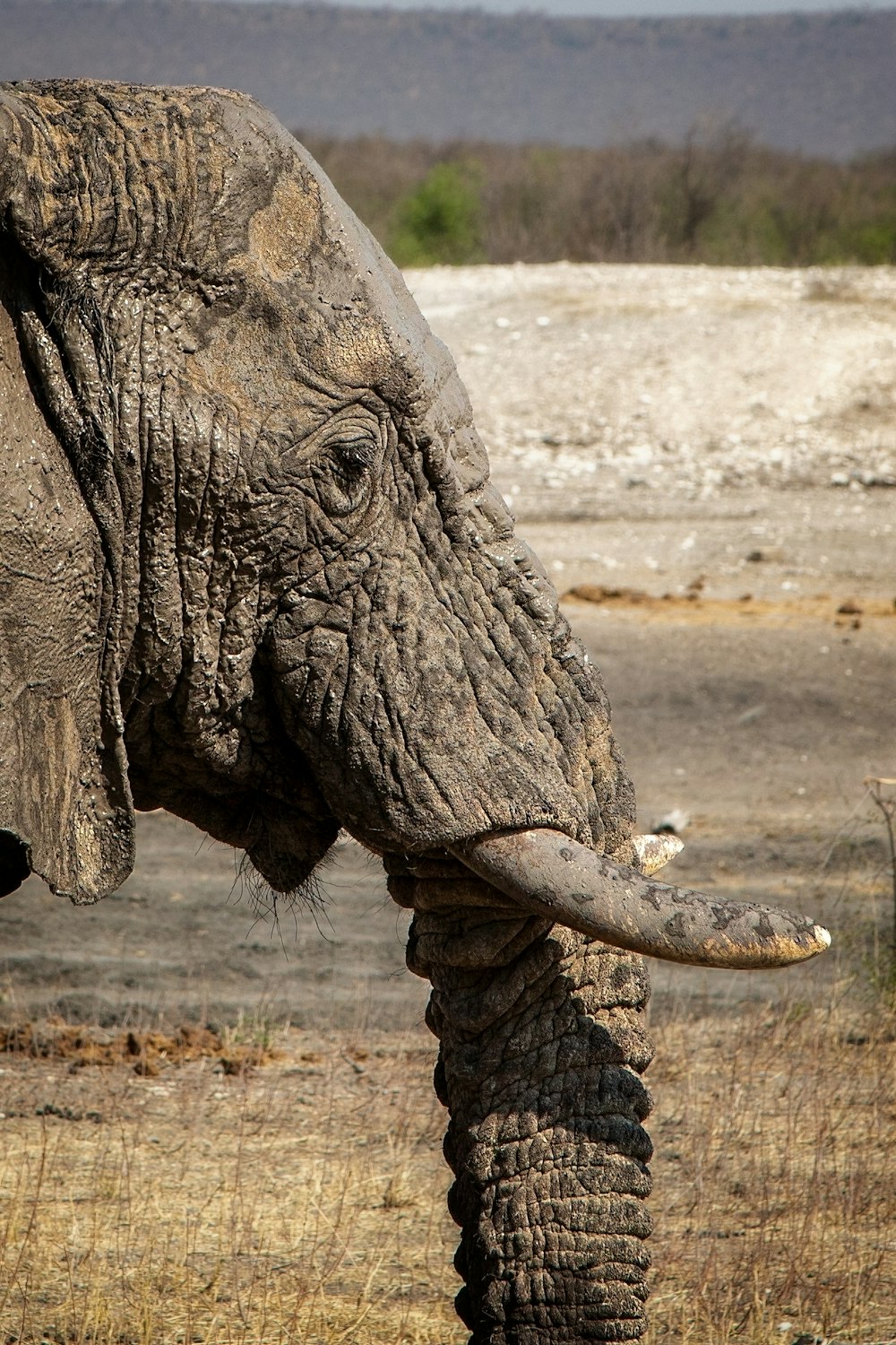 an elephant standing in a dry grass field