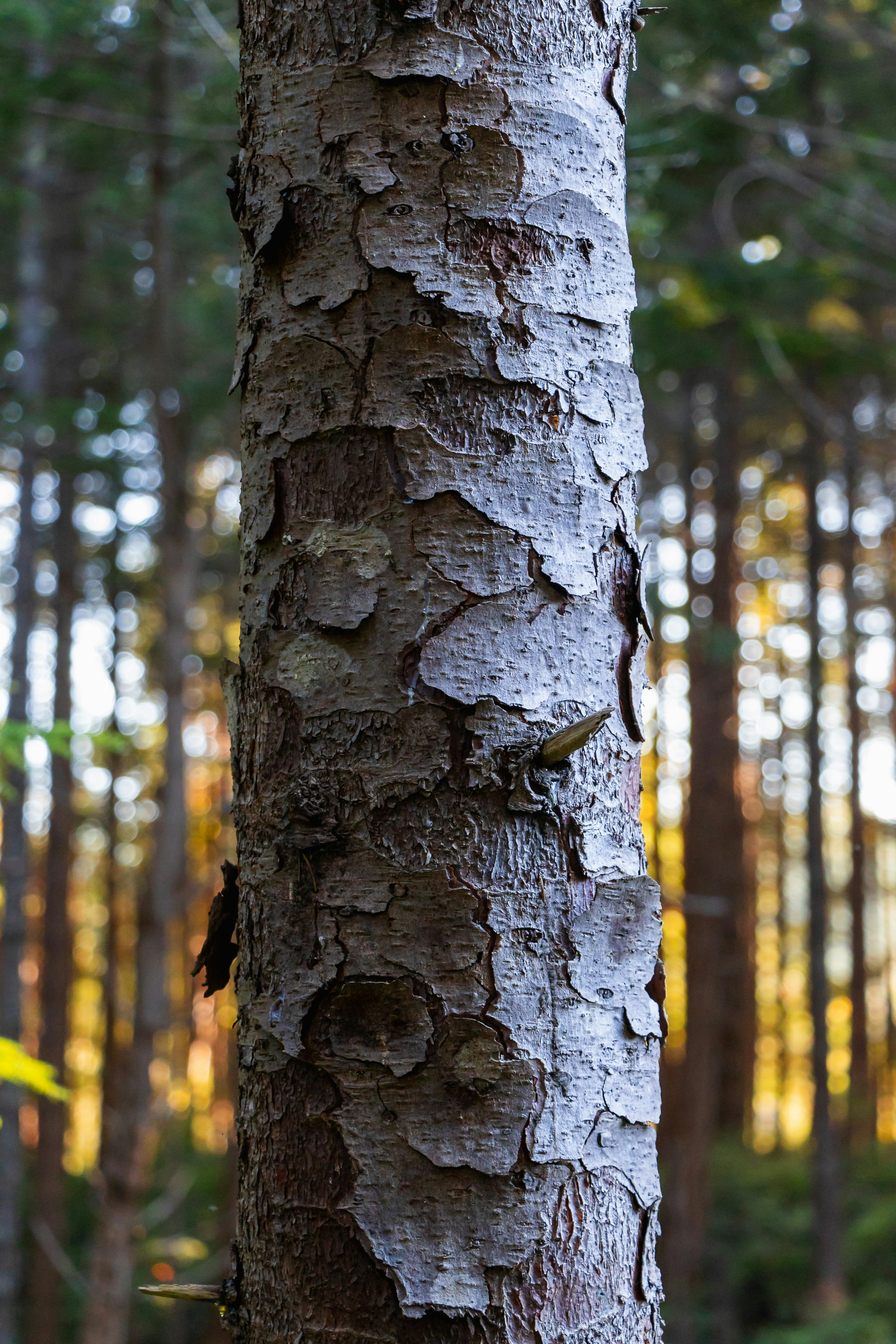 Photo by greg_rosenke