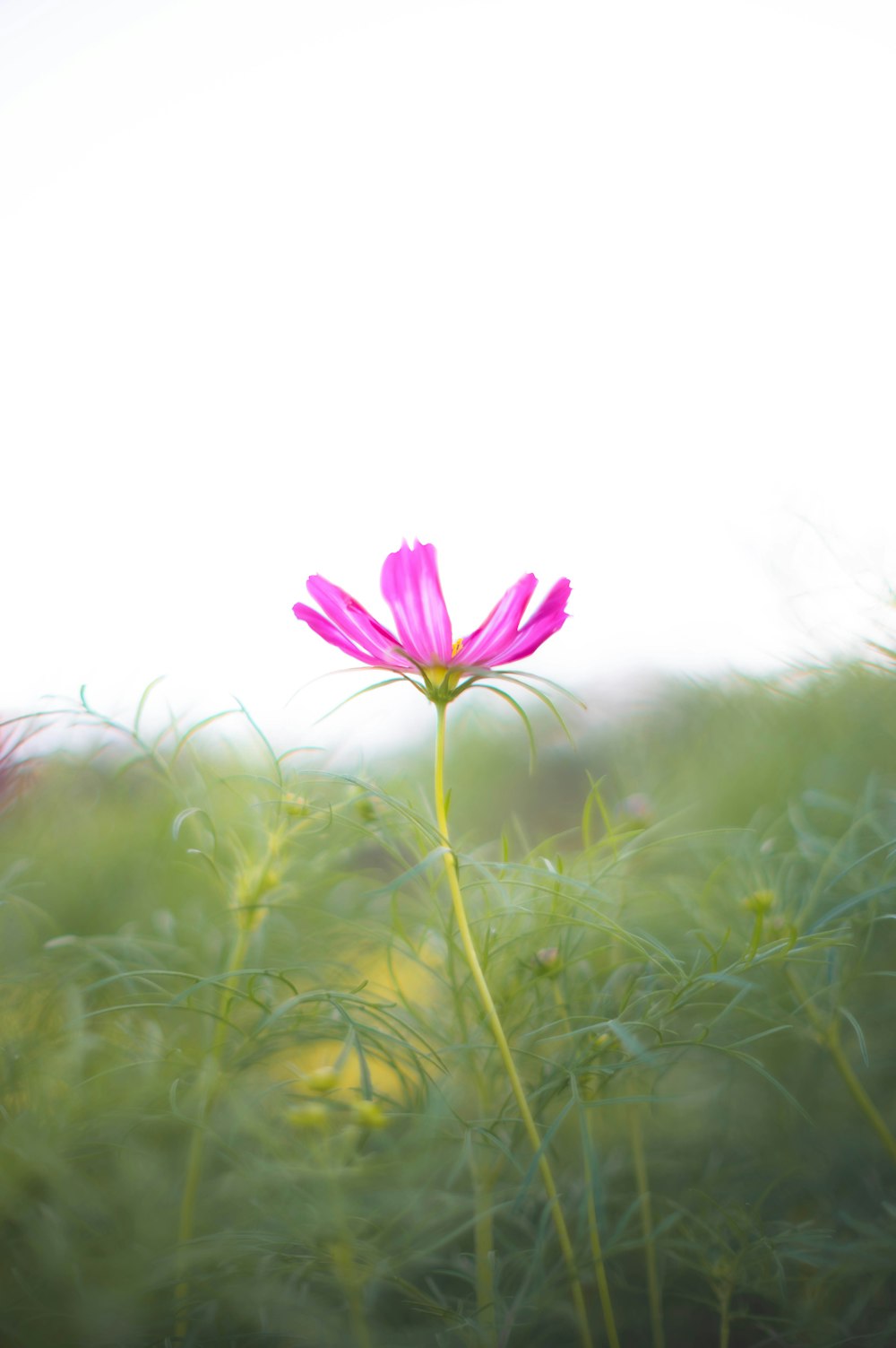 a single pink flower sitting in the middle of a field