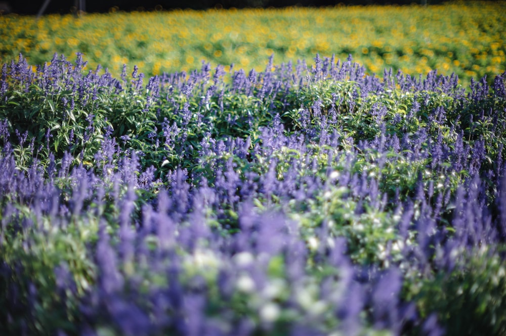 a field full of purple and yellow flowers