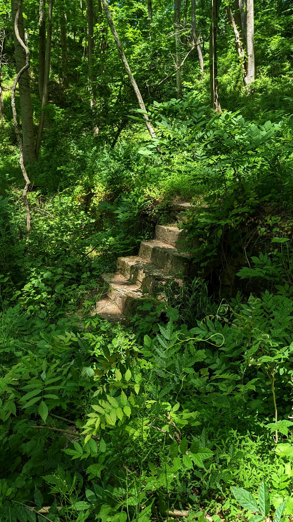 a path in the middle of a lush green forest