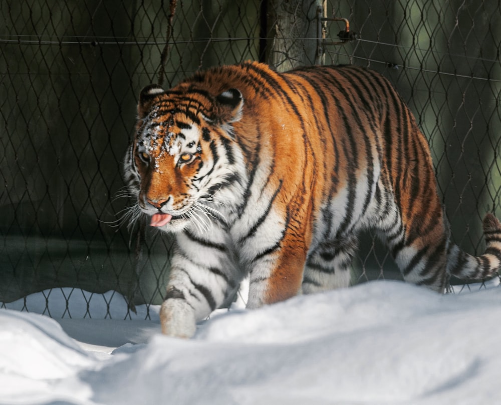 a tiger walking in the snow behind a fence