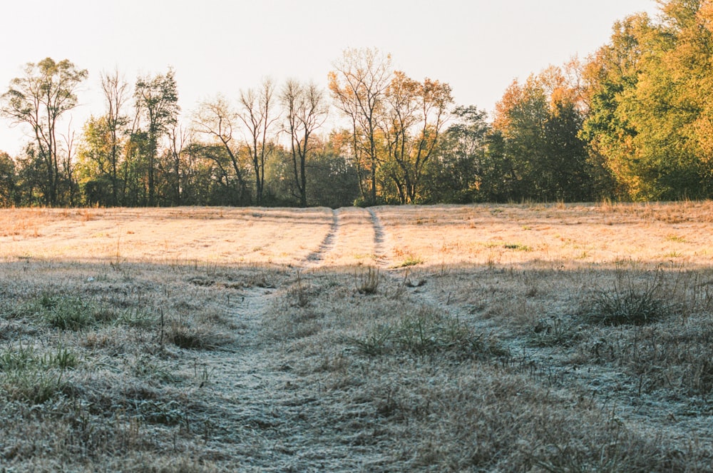 a grassy field with trees in the background