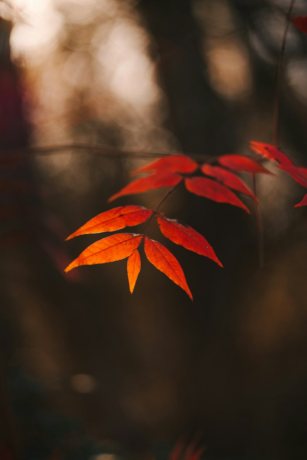 a close up of a red leaf on a tree