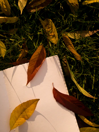 A hand jotting notes in a journal surrounded by scattered autumn leaves.