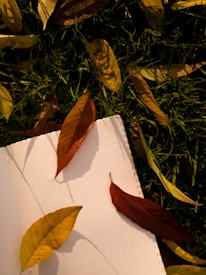 A collection of autumn leaves scattered on a grassy surface, with a few resting on an open notebook. The leaves vary in color from yellow to deep brown, casting shadows on the page.