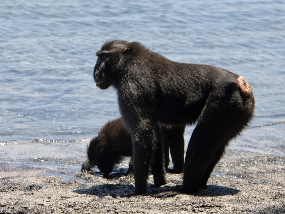 a couple of black monkeys standing on top of a beach