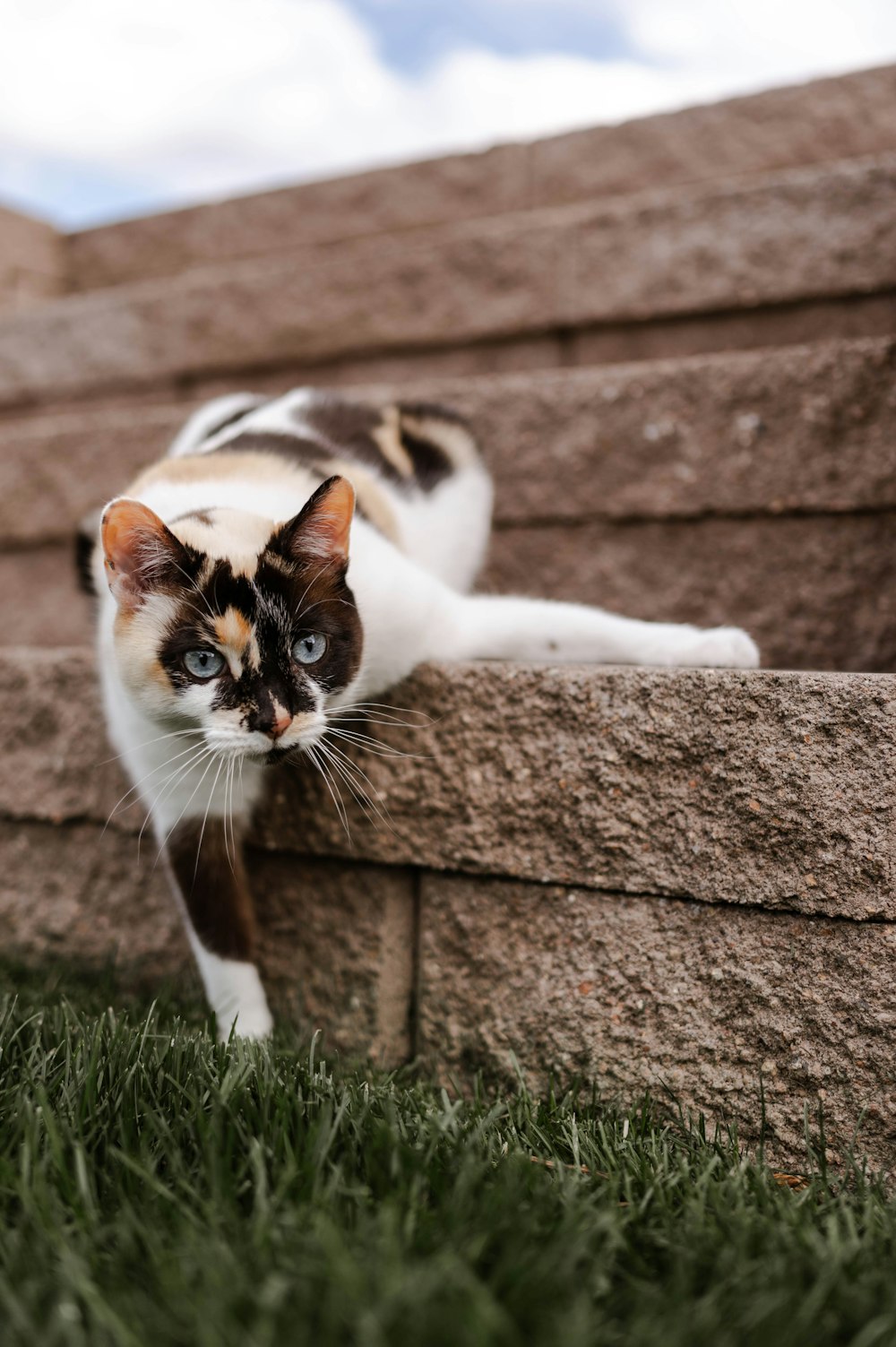 un gatto seduto sulla cima di un muro di pietra