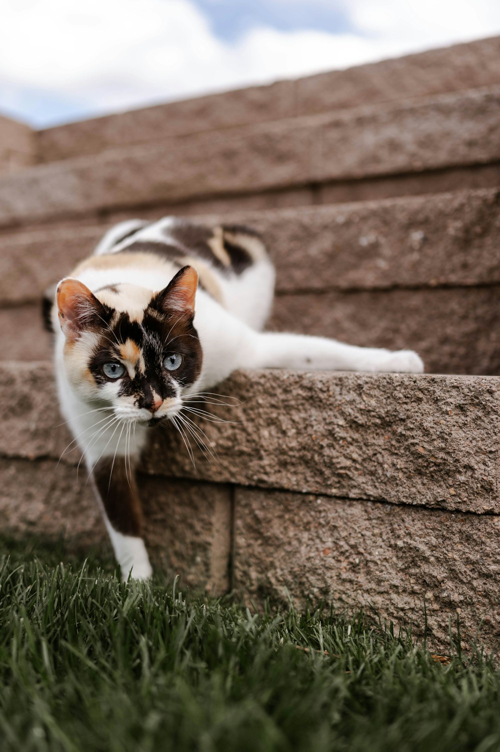 a cat sitting on top of a stone wall