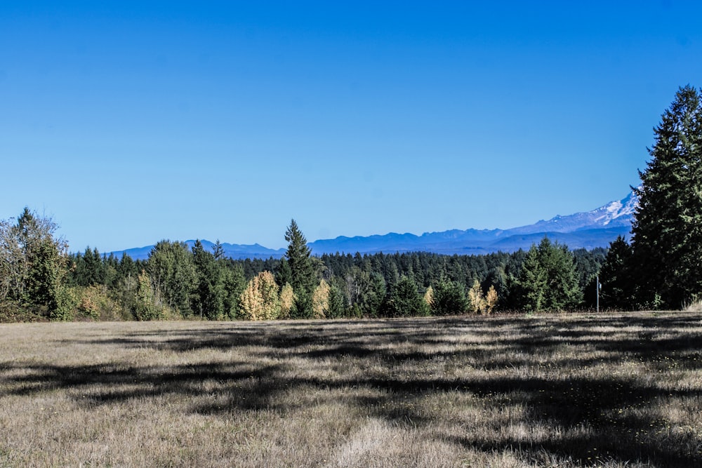 a field with trees and a mountain in the background