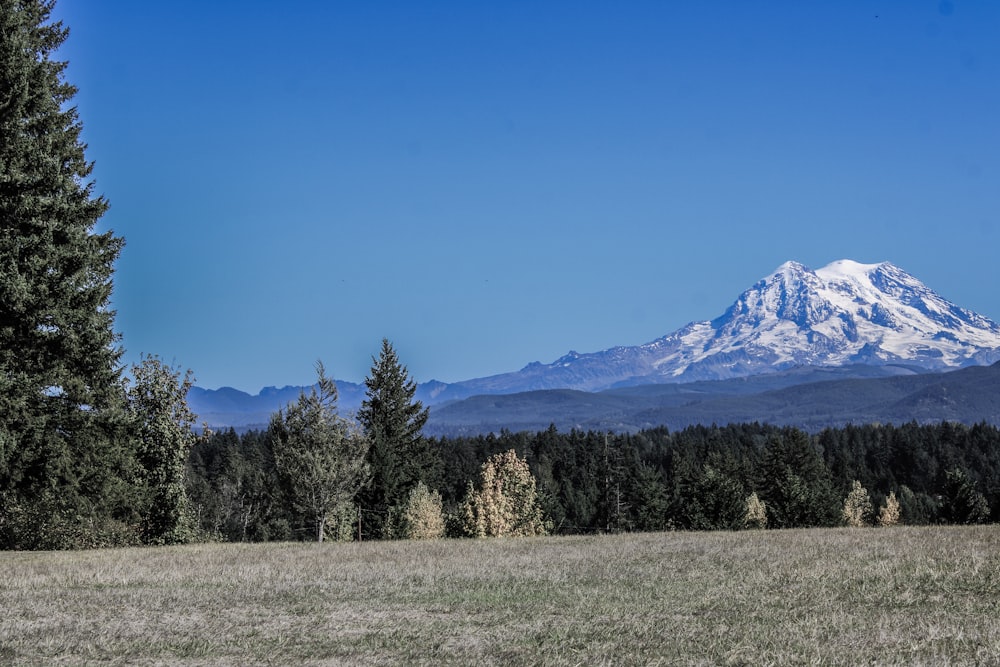 a snow covered mountain in the distance with trees in the foreground