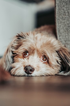 a brown and white dog laying on top of a wooden floor