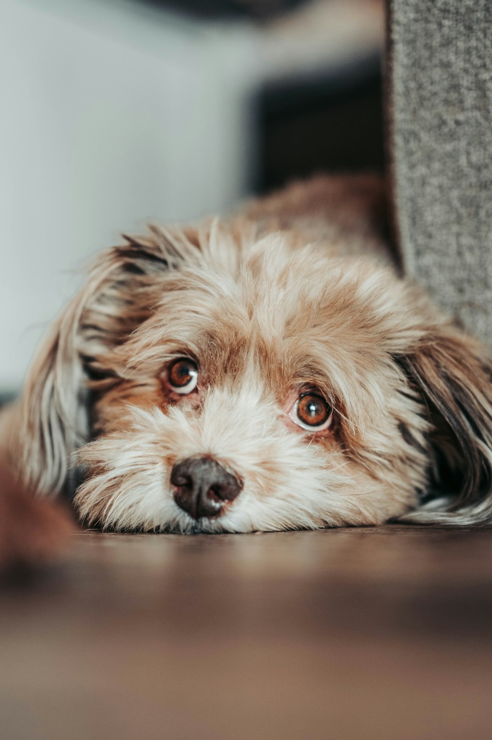 a brown and white dog laying on top of a wooden floor