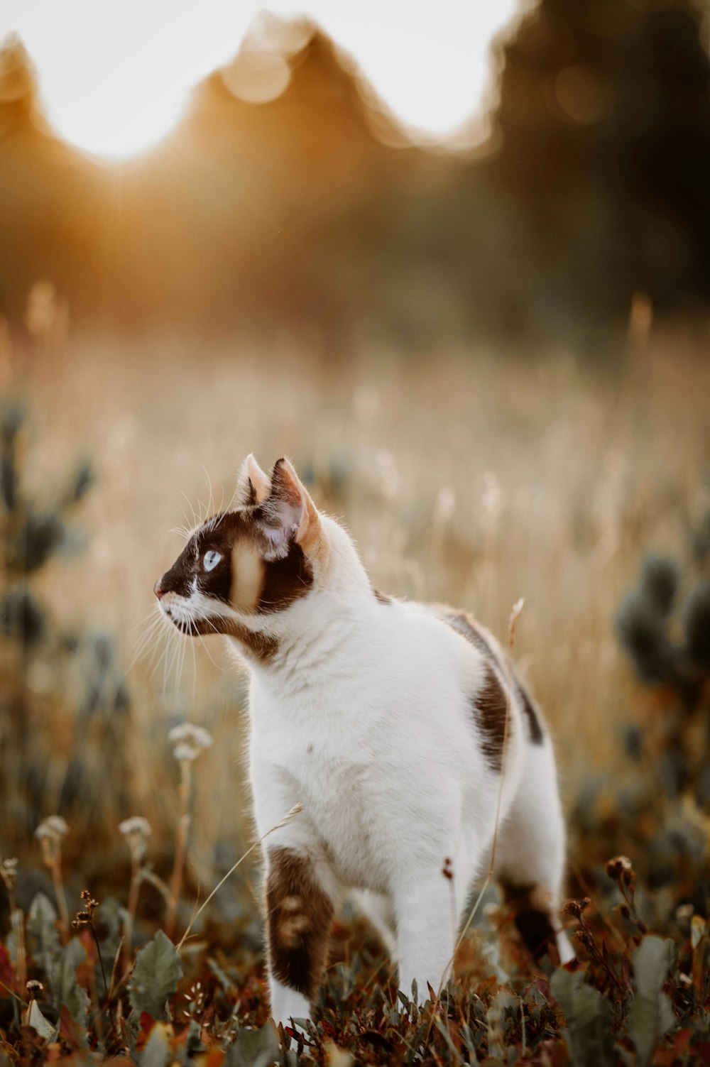 a white and brown cat standing in a field
