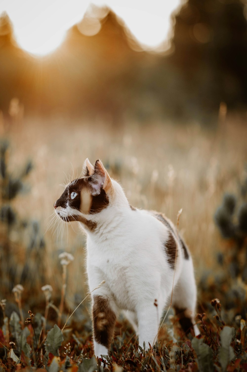 un gato blanco y marrón parado en un campo