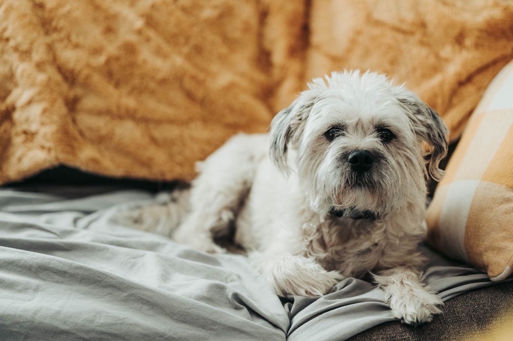 a small white dog laying on top of a bed