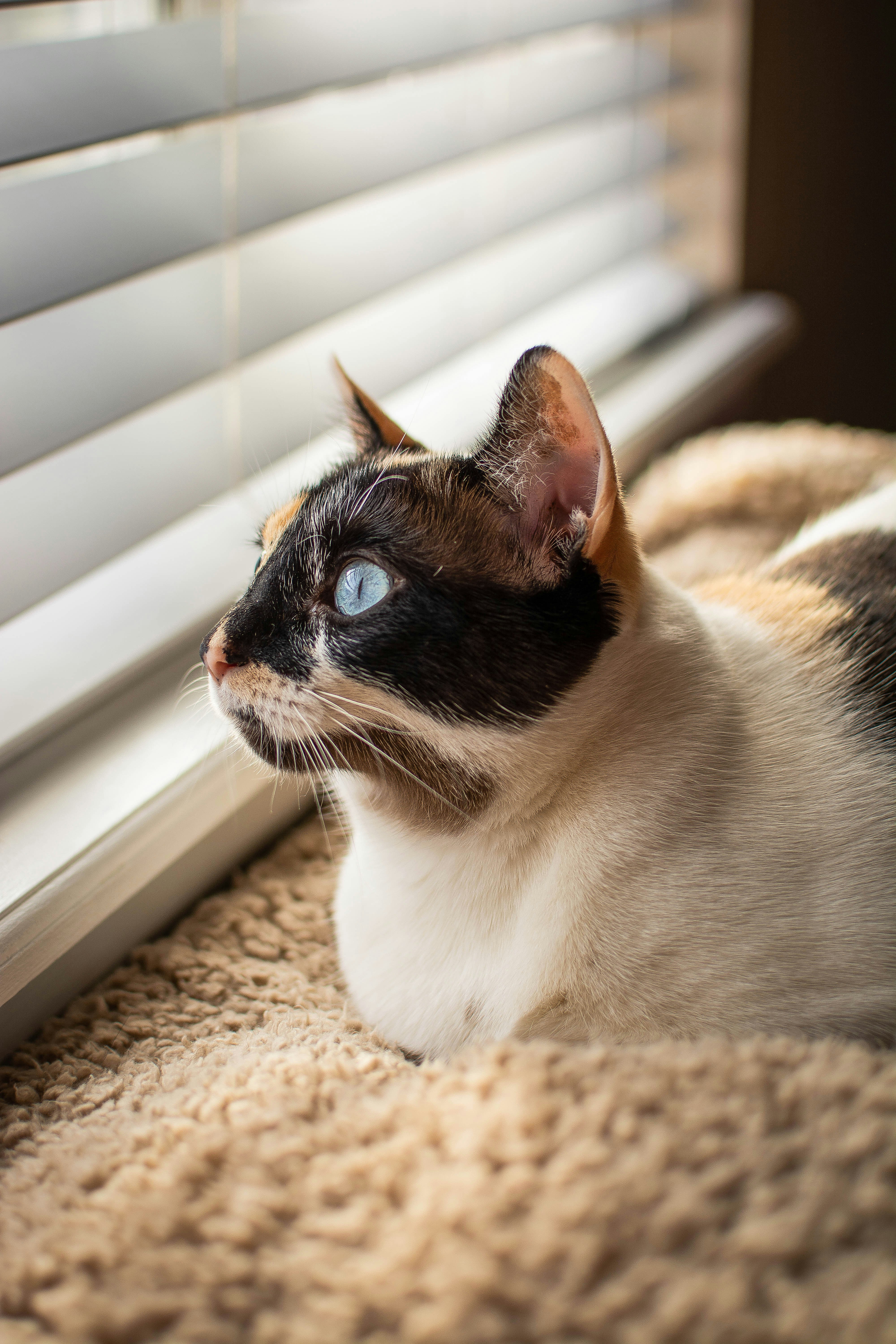 a black and white cat sitting next to a window