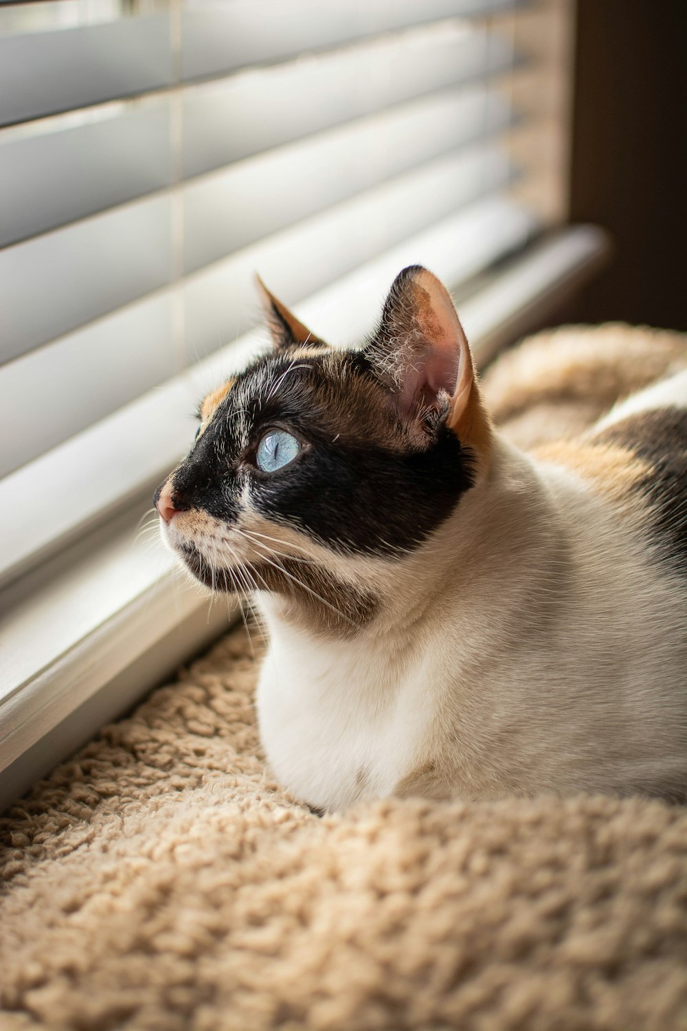 a black and white cat sitting next to a window