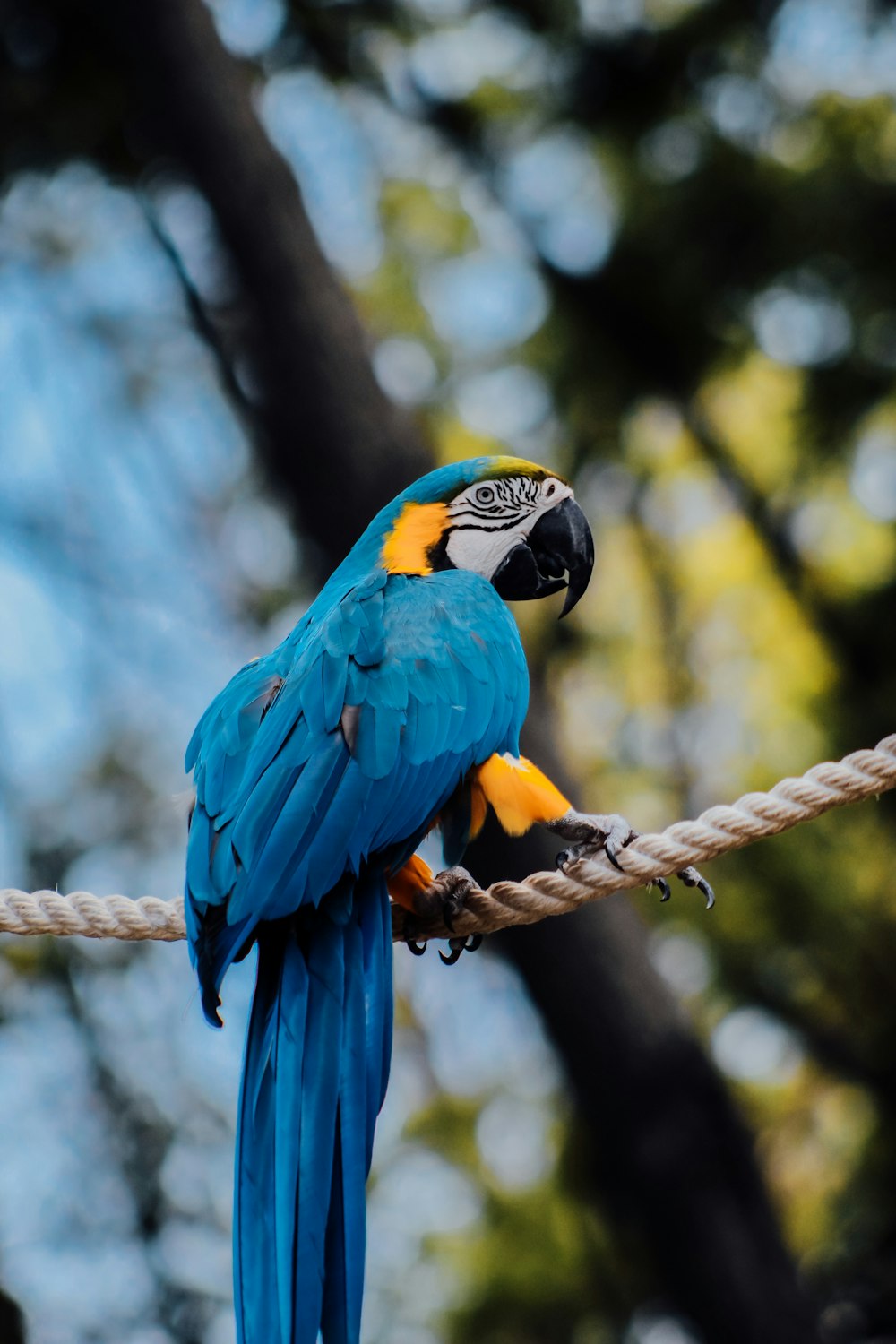 a blue and yellow parrot sitting on a rope