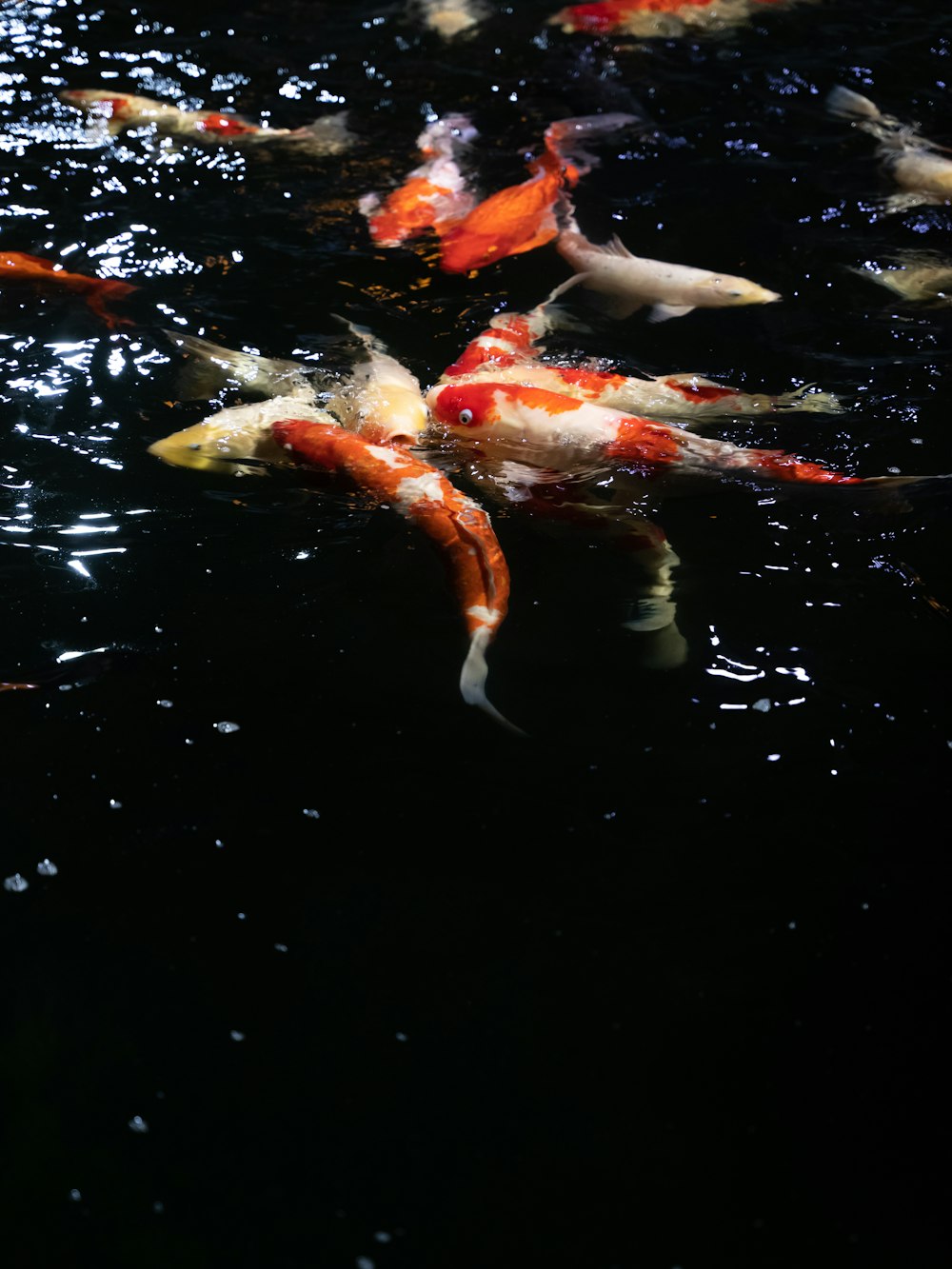 a group of koi fish swimming in a pond