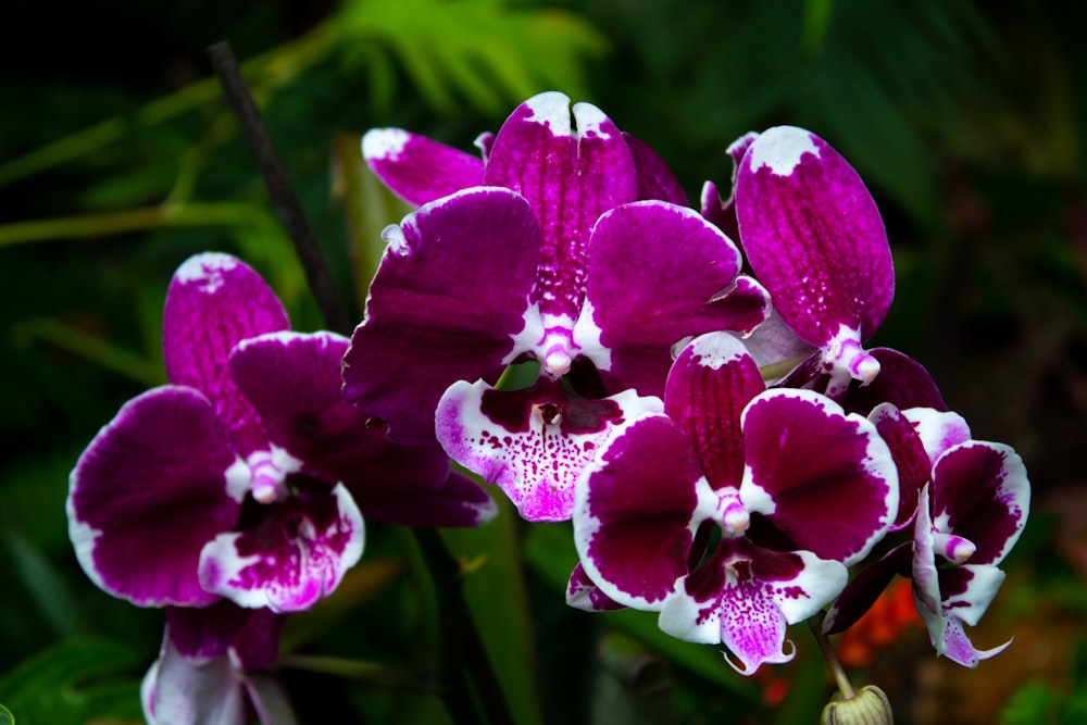 a close up of a purple and white flower