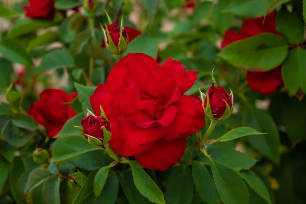 a red rose is blooming in a garden