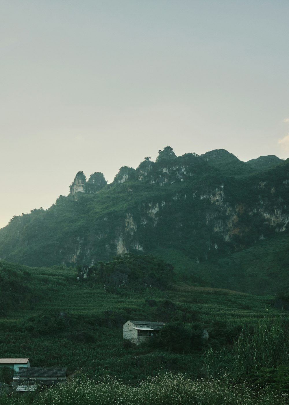 a grassy field with a mountain in the background