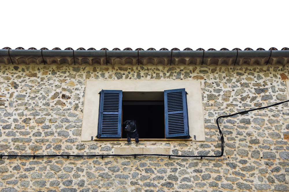 a dog looking out of a window with blue shutters