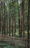 A dense forest with tall, straight trees that have brown trunks and green foliage. The ground is covered with green vegetation, and a woven wooden fence runs horizontally across the image, creating a boundary. Sunlight filters through the tree canopy, illuminating patches of the forest floor.