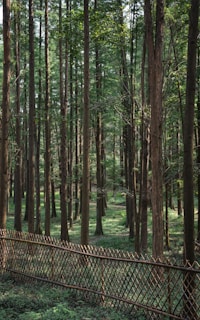 A dense forest with tall, straight trees that have brown trunks and green foliage. The ground is covered with green vegetation, and a woven wooden fence runs horizontally across the image, creating a boundary. Sunlight filters through the tree canopy, illuminating patches of the forest floor.