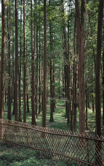 A dense forest with tall, straight trees that have brown trunks and green foliage. The ground is covered with green vegetation, and a woven wooden fence runs horizontally across the image, creating a boundary. Sunlight filters through the tree canopy, illuminating patches of the forest floor.
