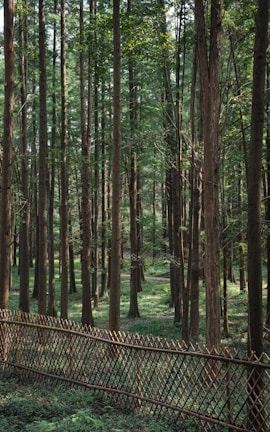 A dense forest with tall, straight trees that have brown trunks and green foliage. The ground is covered with green vegetation, and a woven wooden fence runs horizontally across the image, creating a boundary. Sunlight filters through the tree canopy, illuminating patches of the forest floor.