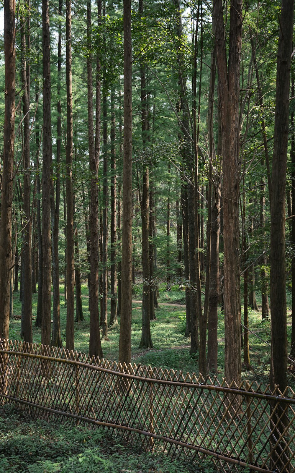 a wooden fence in the middle of a forest