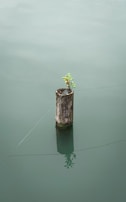 a tree stump in the middle of a body of water