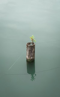 a tree stump in the middle of a body of water