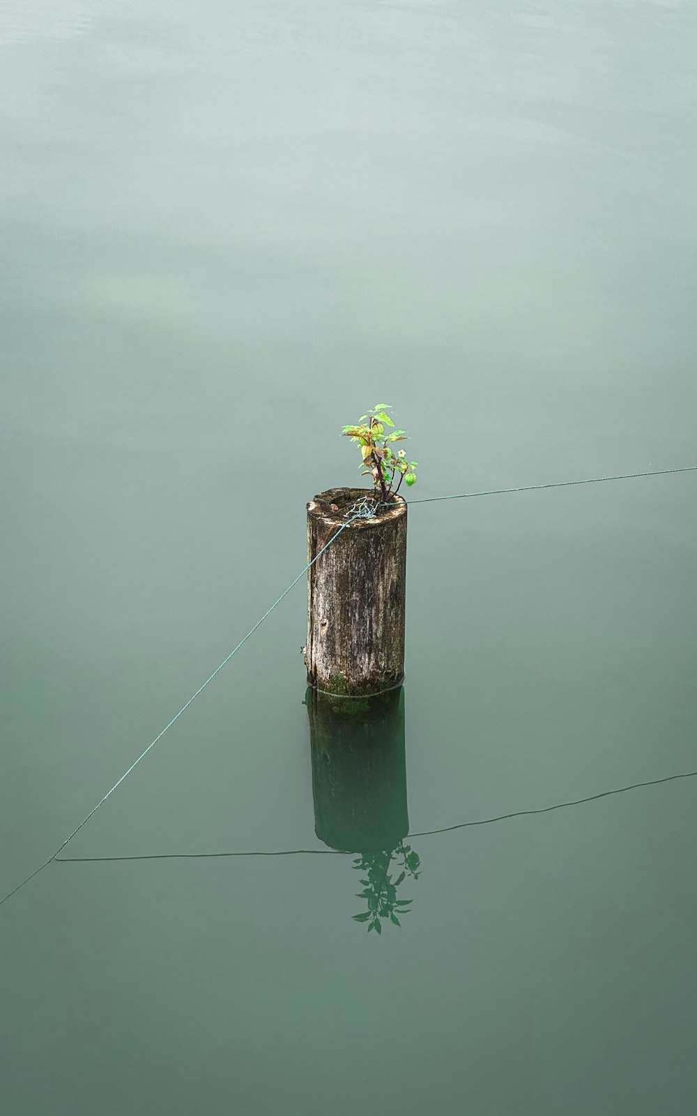 a tree stump in the middle of a body of water