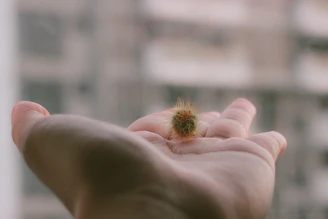 Close-up of a hand gently holding a sacred huachuma cactus with morning dew.