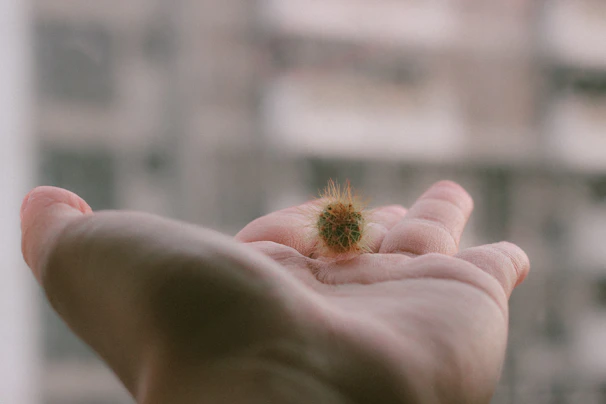 Close-up of a hand gently holding a sacred huachuma cactus with morning dew.