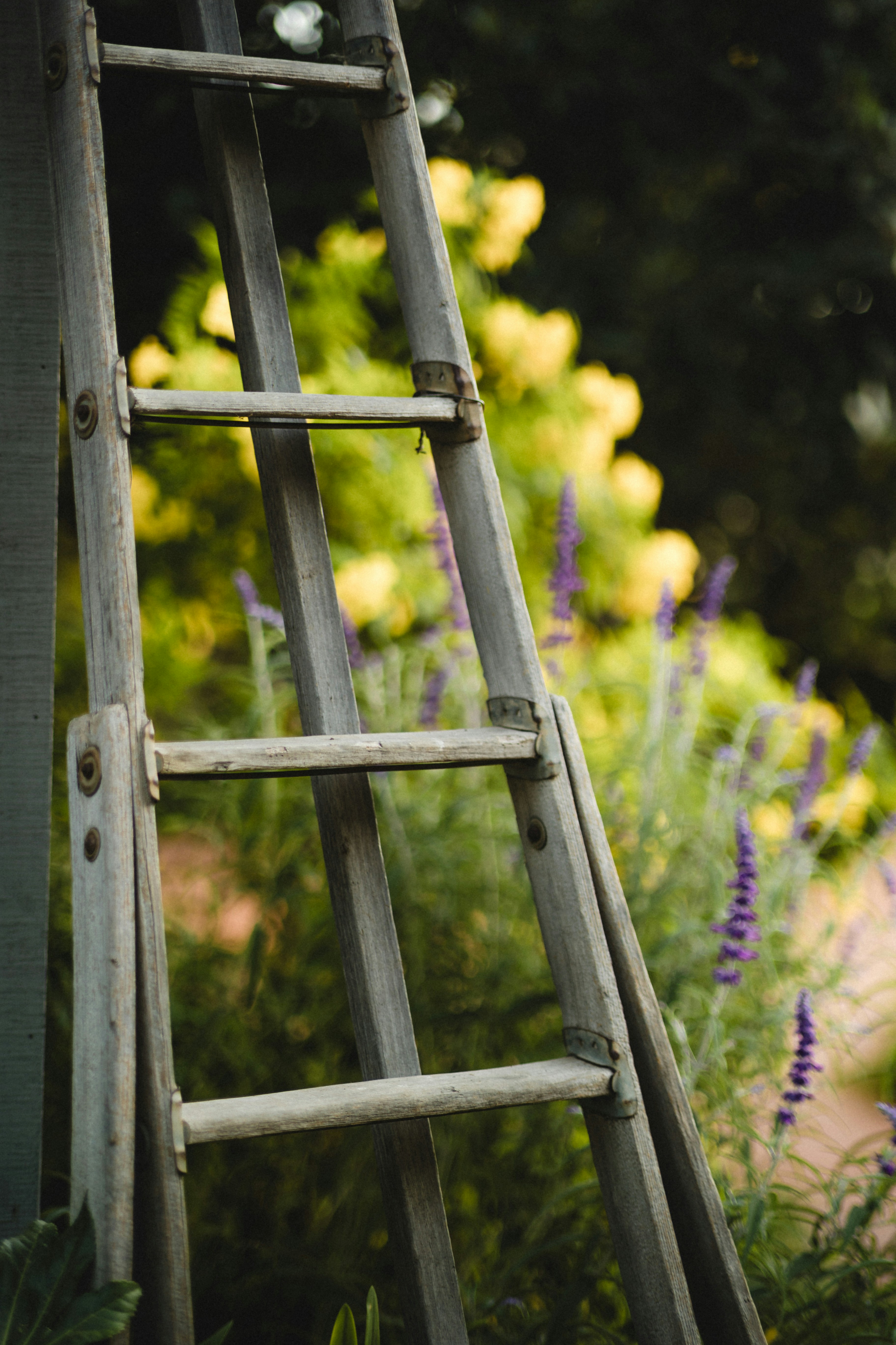 An old wooden ladder in the middle of a garden photo Free Nature