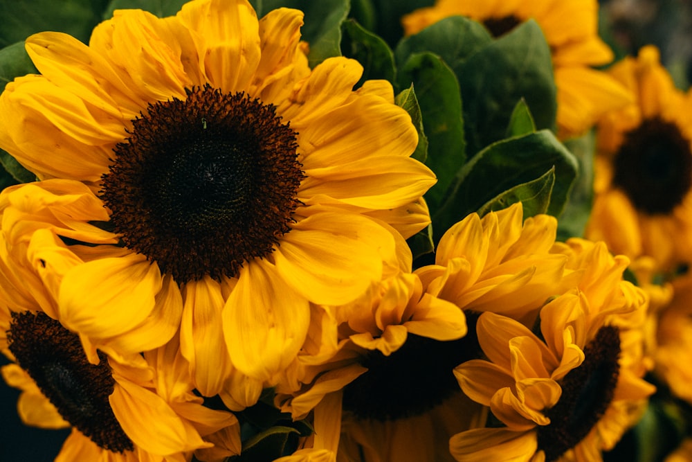 a bunch of yellow sunflowers with green leaves