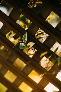 Sunlight filtering through the wooden lattice of the traditional Kerala house veranda.