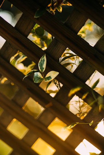 Sunlight filtering through the wooden lattice of the traditional Kerala house veranda.