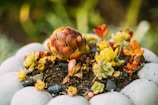 A collection of colorful succulents is arranged in a round, light-colored planter. The succulents vary in shades of green, red, and yellow, surrounded by small pebbles placed atop dark soil. The soft focus of the background highlights the vibrant hues of the plants.