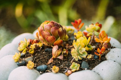 A collection of colorful succulents is arranged in a round, light-colored planter. The succulents vary in shades of green, red, and yellow, surrounded by small pebbles placed atop dark soil. The soft focus of the background highlights the vibrant hues of the plants.