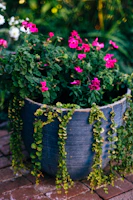 A rustic ceramic planter filled with blooming flowers on a wooden patio